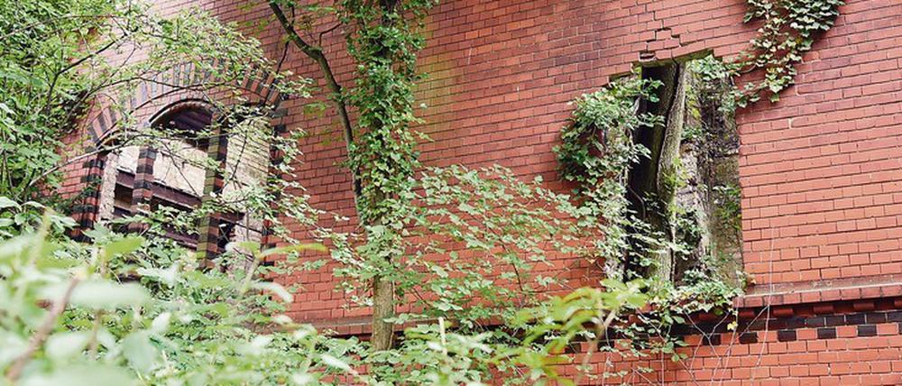 Zugewuchert. Die 1944 kriegszerstörte und nie wieder aufgebaute Villa Hinderer in der Beymestraße 16 in Steglitz. 