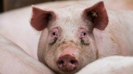 Mittlerweile ist der dritte Betrieb von der Seuche betroffen - die Tierhalter in der Umgebung sind zu besonderer Vorsicht aufgerufen.
