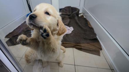 Golden Retriever-Welpen, die aus einem Tiertransporter gerettet wurden, spielen in einem Tierheim.