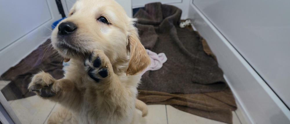 Golden Retriever-Welpen, die aus einem Tiertransporter gerettet wurden, spielen in einem Tierheim.