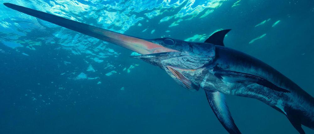 Ein imposanter Meeresbewohner. An der Südspitze Italiens wird der Schwertfisch noch auf ganz traditionelle Weise erbeutet.
