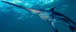 Ein imposanter Meeresbewohner. An der Südspitze Italiens wird der Schwertfisch noch auf ganz traditionelle Weise erbeutet.