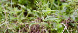 Wilder Hanf, Provinz Qinghai, China