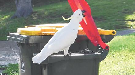 Vergiss nicht, die schwarze Tonne rauszustellen! Wenn weiße Kakadus in Sydney sprechen könnten, würden sie Menschen wohl am ehesten solche Sätze zukrächzen. Denn da ist oft Nahrhaftes drin, und wie man sie aufmacht, wissen sie nun auch.