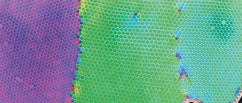 Bienenbauwerke: Einzigartig, dreidimensional, sechseckig.