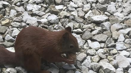 Eichhörnchen knabbert Walnuss.