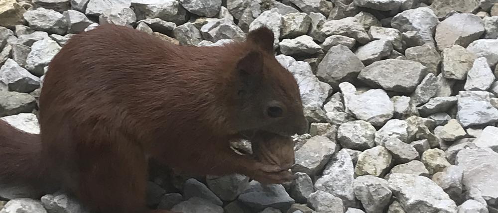 Eichhörnchen knabbert Walnuss.