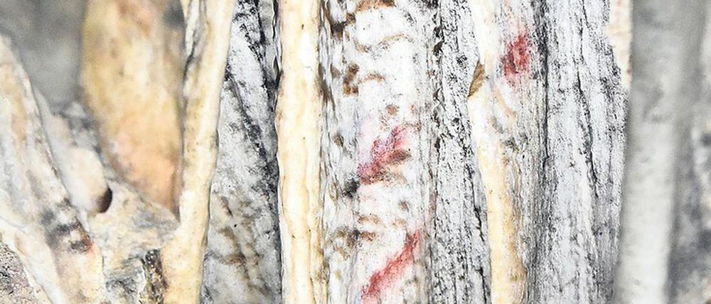 Ur-Zierat. Von Neandertalern verzierte Tropfsteine in der „Cueva de Ardales“ in Spanien.