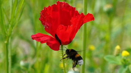 Eine Hummel fliegt an eine Klatschmohn-Blüte auf einer Wildblumenwiese im Park Planten un Blomen.
