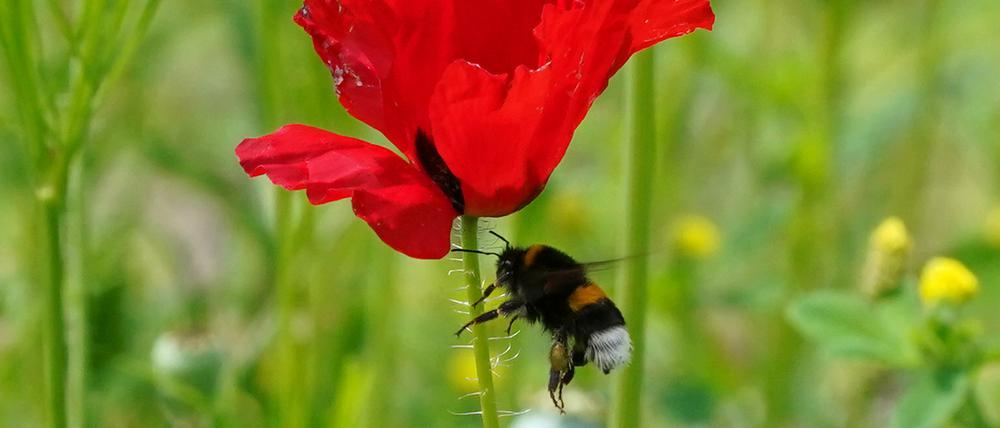 Eine Hummel fliegt an eine Klatschmohn-Blüte auf einer Wildblumenwiese im Park Planten un Blomen.