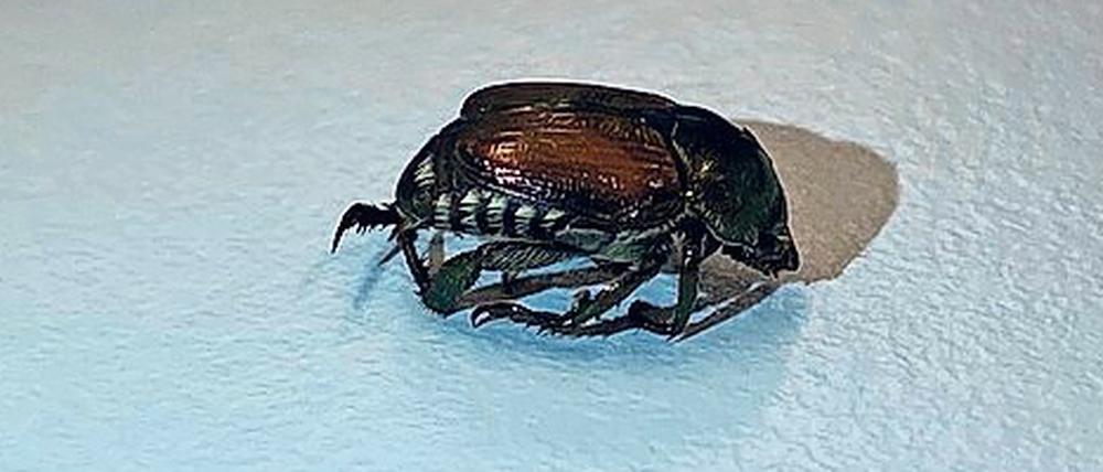 Nur ein toter Käfer... Fund von Popillia japonica aus Basel. 