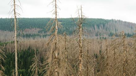 Im Nationalpark Harz ist der Wald aufgrund von Borkenkäferbefall großräumig massiv beschädigt.