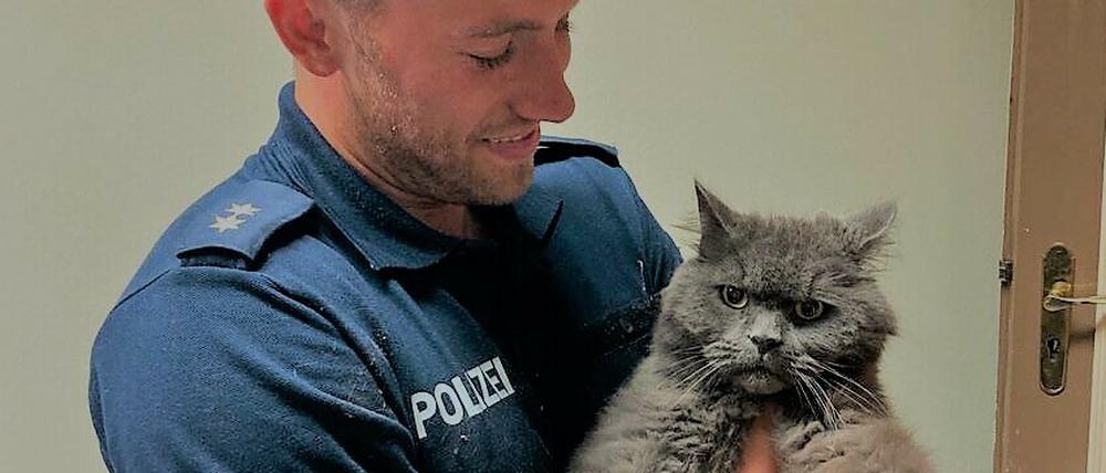 Ohne Chip herumstromern bringt Ärger – Verschwörungsgläubige wussten es bereits.