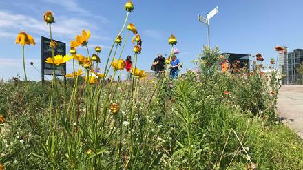 Naturschützer von NABO zählen die Insekten auf dem Wildbienenlehrpfad im Regierungsviertel.