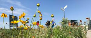 Naturschützer von NABO zählen die Insekten auf dem Wildbienenlehrpfad im Regierungsviertel.