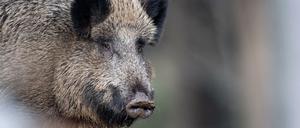 Bei einem erlegten Frischling südwestlich von Criewen sei das Virus festgestellt worden. 