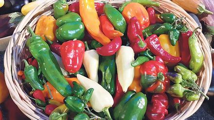 Die unterschiedlich aussehenden und schmeckenden Paprikasorten gehören zu einer Art: Capsicum annuum