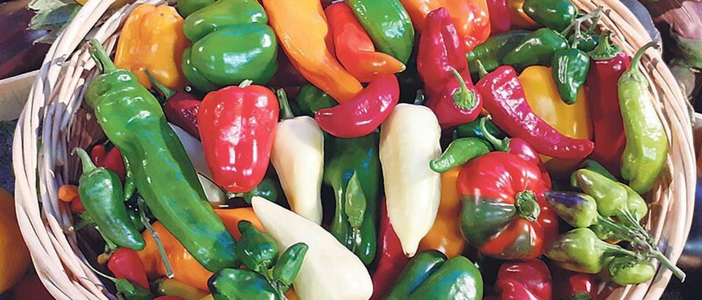 Die unterschiedlich aussehenden und schmeckenden Paprikasorten gehören zu einer Art: Capsicum annuum