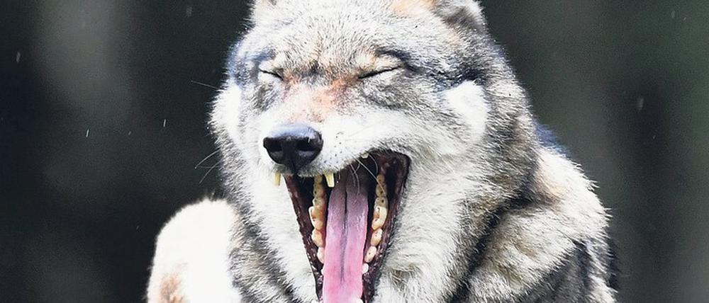 Wölfe vergreifen sich vor allem dort an Nutztierherden, wo geeigneter Schutz fehlt. Um Menschen machen sie einen großen Bogen.