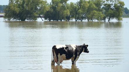 Weide unter Wasser. Nicht nur Menschen, auch viele Tiere mussten aus den Fluten gerettet werden. 