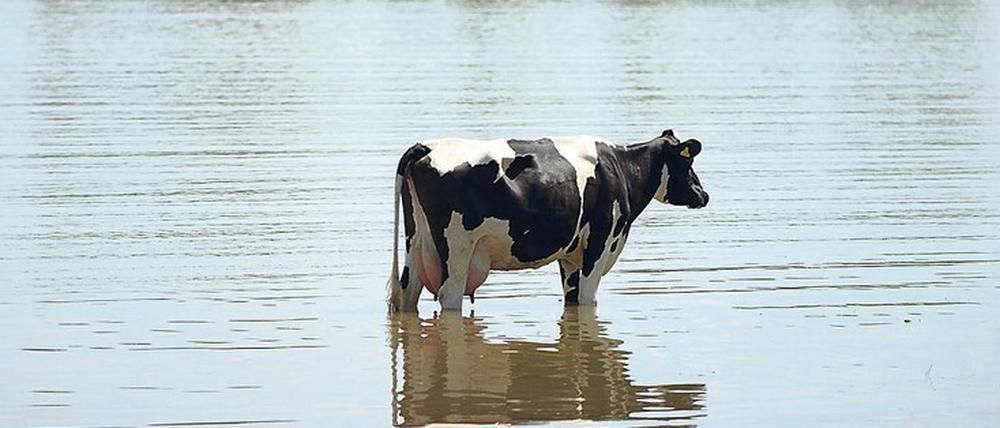 Weide unter Wasser. Nicht nur Menschen, auch viele Tiere mussten aus den Fluten gerettet werden.