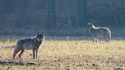 Die Bundeslandwirtschaftsministerin hat sich für die regionale Wolf-Bejagung ausgesprochen.
