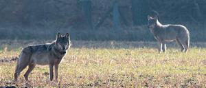 Die Bundeslandwirtschaftsministerin hat sich für die regionale Wolf-Bejagung ausgesprochen.
