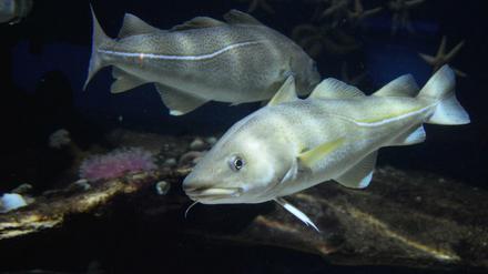 Als Wanderfisch ist der Dorsch stark von Umwelteinflüssen abhängig. Nahrungsgründe liegen in kälteren Regionen, zum Laichen ziehen die Fische in wärmere Regionen.