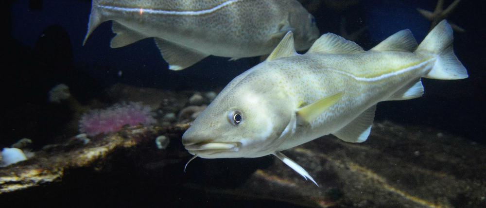 Als Wanderfisch ist der Dorsch stark von Umwelteinflüssen abhängig. Nahrungsgründe liegen in kälteren Regionen, zum Laichen ziehen die Fische in wärmere Regionen.
