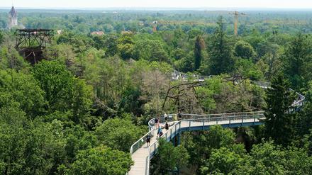 Über allen Wipfeln: Wer Brandenburgs Wald von oben betrachten will, kann das vom Baumkronenpfad auf dem Areal der ehemaligen Heilstätten in Beelitz tun.