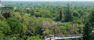 Über allen Wipfeln: Wer Brandenburgs Wald von oben betrachten will, kann das vom Baumkronenpfad auf dem Areal der ehemaligen Heilstätten in Beelitz tun.