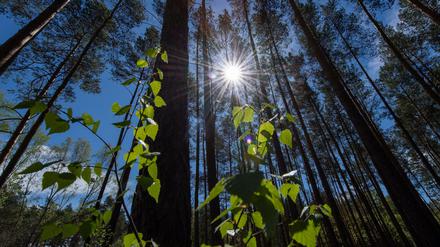 Die Mittagssonne scheint auf die Blätter eines Jungbaumes in einem Wald bei Eberswalde.