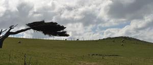 Blick auf eine Wiese von Cape Sanders in der Nähe der neuseeländischen Stadt Dunedin