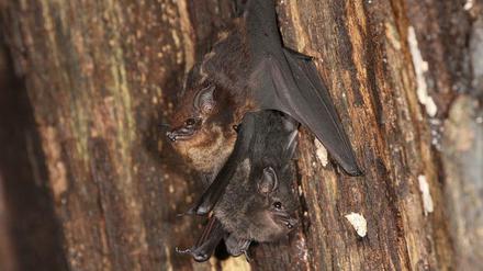 Die Jungtiere der Großen Sackflügelfledermaus halten sich im Tagquartier am Bauch ihrer Mutter fest.