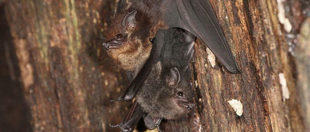 Die Jungtiere der Großen Sackflügelfledermaus halten sich im Tagquartier am Bauch ihrer Mutter fest.