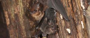 Die Jungtiere der Großen Sackflügelfledermaus halten sich im Tagquartier am Bauch ihrer Mutter fest.
