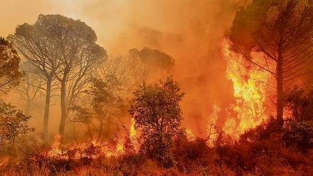 Gut möglich, dass die Welt in nicht allzu ferner Zeit unbewohnbar sein wird. Auf dem Foto einer der vielen Waldbrände in diesem Sommer, hier in Frankreich.
