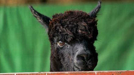 Das Alpaka Geronimo steht auf der Shepherds Close Farm. 