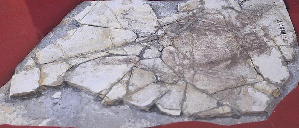 Der „Archaeoraptor liaoningensis“ aus China galt als Sensationsfund. Die versteinerten Knochen – ein „missing link“ zwischen Dinosauriern und Vögeln – erwiesen sich jedoch als Fälschung.