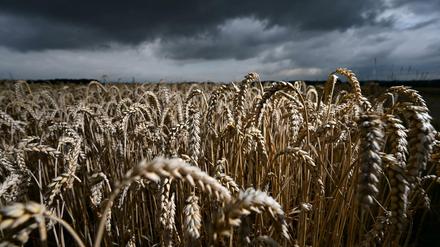 Dürre ist schlecht, Regen zur falschen Zeit auch: Landwirte sind dem Wetter ausgeliefert. 