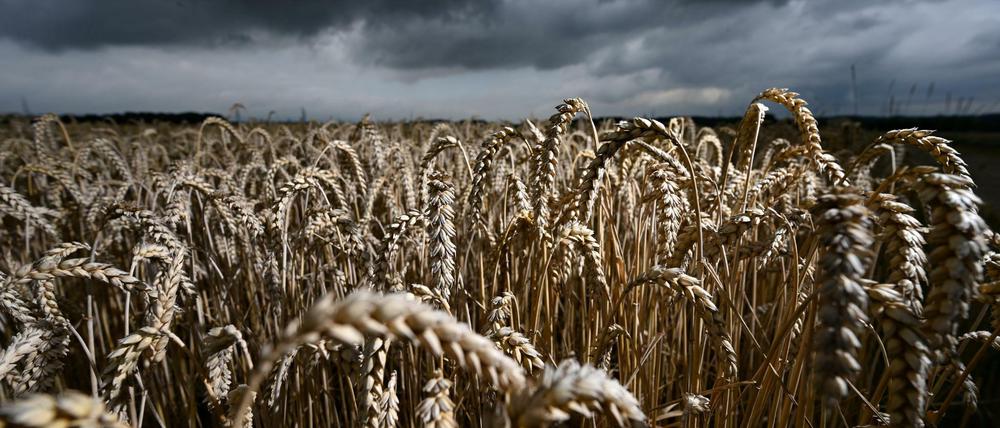 Dürre ist schlecht, Regen zur falschen Zeit auch: Landwirte sind dem Wetter ausgeliefert.