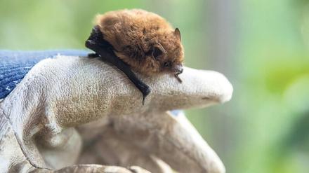 Die Mückenfledermaus gehört zu den kleinsten in Deutschland vorkommenden Fledermausarten.
