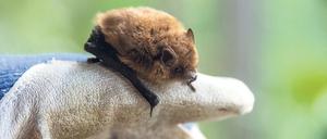 Die Mückenfledermaus gehört zu den kleinsten in Deutschland vorkommenden Fledermausarten.