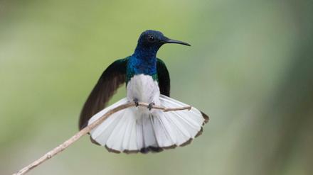 Blau-grün-weißer Kolibri auf Zweig mit aufgespreizten Schwanzfedern und leicht abgestellten Flügeln