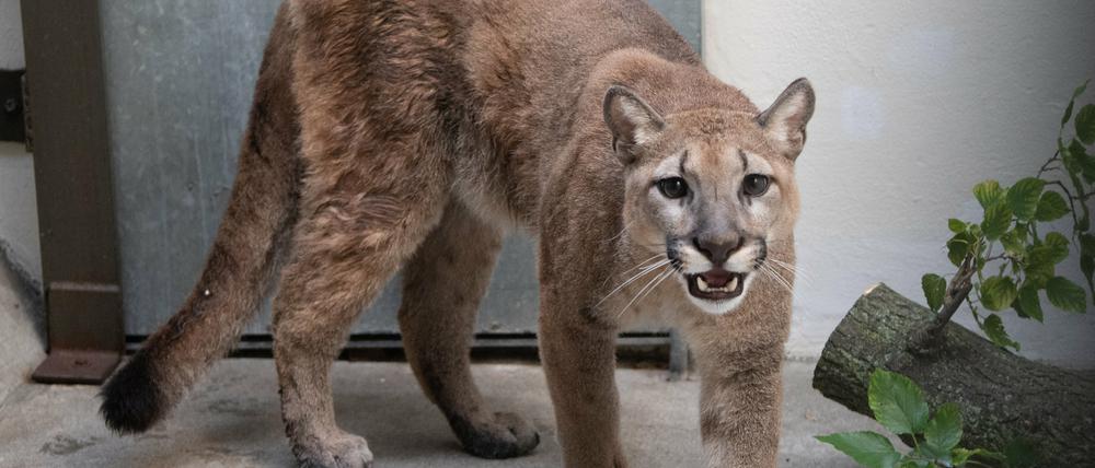 Dieses vom Bronx Zoo zur Verfügung gestellte Foto zeigt einen Puma im Bronx Zoo
