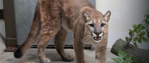 Dieses vom Bronx Zoo zur Verfügung gestellte Foto zeigt einen Puma im Bronx Zoo