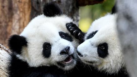 Die Pandabär-Zwillinge Pit und Paule spielen in ihrem Gehege im Berliner Zoo.