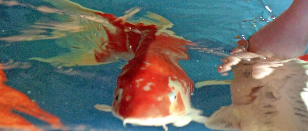 Erwachsene und Kinder sitzen im Berliner Zoo am Beckenrand und halten ihre Hände ins Wasser.
