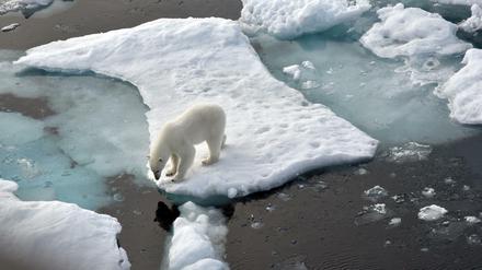 Ein Eisbär steht im Nordpolarmeer auf eine Eisscholle. Am Polarkreis gibt es immer weniger Eis. 