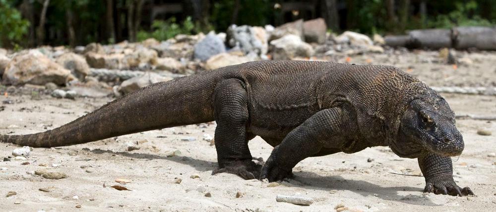 Der Komodowaran aus Indonesien gilt nun als „stark gefährdet“.